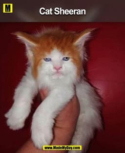Cat Sheeran