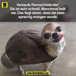 Verkaufe Rennschildkröte! Sie ist sehr schnell. Manchmal bellt sie. Das liegt daran, dass sie zweisprachig erzogen wurde
