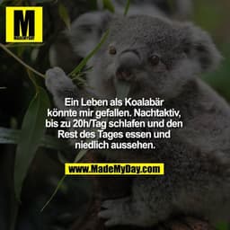 Ein Leben als Koalabär könnte mir gefallen. Nachtaktiv, bis zu 20h/Tag schlafen und den Rest des Tages essen und niedlic