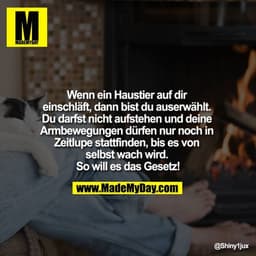 Wenn ein Haustier auf dir einschläft, dann bist du auserwählt. Du darfst nicht aufstehen und deine Armbewegungen dürfen 