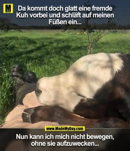 Da kommt doch glatt eine fremde
Kuh vorbei und schläft auf meinen
Füßen ein...
Nun kann ich mich nicht bewegen,
ohne sie