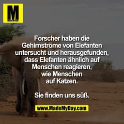 Forscher haben die Gehirnströme von Elefanten untersucht und herausgefunden, dass Elefanten ähnlich auf Menschen reagier
