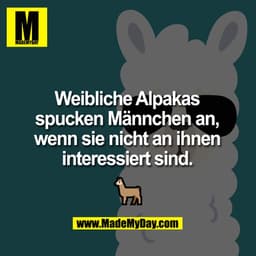 Weibliche Alpakas spucken Männchen an, wenn sie nicht an ihnen interessiert sind.
