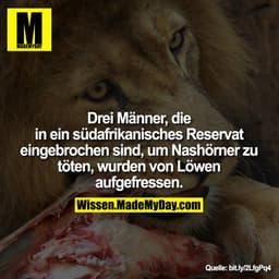 Drei Männer, die
in ein südafrikanisches Reservat
eingebrochen sind, um Nashörner zu
töten, wurden von Löwen
aufgefresse