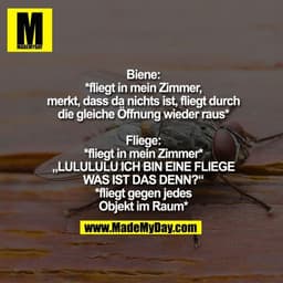 Biene:
*fliegt in mein Zimmer,
merkt, dass da nichts ist, fliegt durch
die gleiche Öffnung wieder raus*

Fliege:
*fliegt