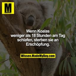 Wenn Koalas weniger als 18 Stunden am Tag schlafen, sterben sie an Erschöpfung.
