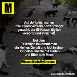 Auf der griechischen Insel Syros wird ein Katzenpfleger gesucht, der 55 Katzen täglich versorgt und streichelt.
Bei dem 