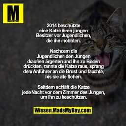2014 beschützte eine Katze ihren jungen
Besitzer vor Jugendlichen, die ihn mobbten.
Nachdem die Jugendlichen den Jungen 