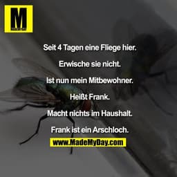 Seit 4 Tagen eine Fliege hier. Erwische sie nicht. Ist nun mein Mitbewohner. Heißt Frank. Macht nichts im Haushalt. Fran