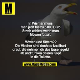 In Wismar muss man jetzt bis zu 5.000 Euro Strafe zahlen, wenn man Möwen füttert.

Möwen und füttern?? Die Viecher sind 