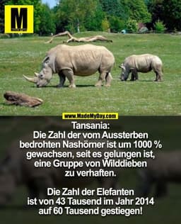 Tansania: Die Zahl der vom Aussterben
bedrohten Nashörner ist um 1000 %
gewachsen, seit es gelungen ist, eine
Gruppe von