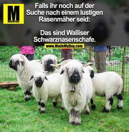 Falls ihr noch auf der
Suche nach einem lustigen
Rasenmäher seid:

Das sind Walliser
Schwarznasenschafe.