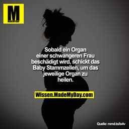 Sobald ein Organ einer schwangeren
Frau beschädigt wird, schickt das
Baby Stammzellen, um das jeweilige
Organ zu heilen.