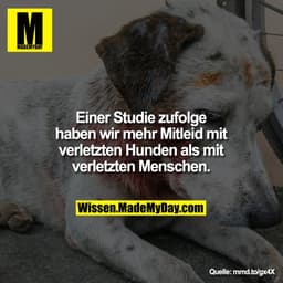 Einer Studie zufolge haben wir
mehr Mitleid mit verletzten
Hunden als mit verletzten
Menschen.