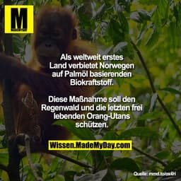 Als weltweit erstes Land verbietet Norwegen auf Palmöl basierenden Biokraftstoff.
Diese Maßnahme soll den Regenwald und 