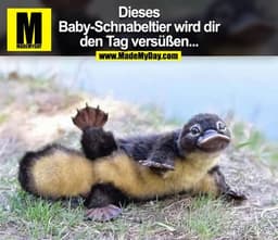 Dieses Baby-Schnabeltier wird dir den Tag versüßen...