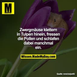 Zwergmäuse klettern in Tulpen
hinein, fressen die Pollen und
schlafen dabei manchmal ein.