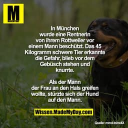 In München wurde eine Rentnerin von
ihrem Rottweiler vor einem Mann
beschützt. Das 45 Kilogramm schwere
Tier erkannte di