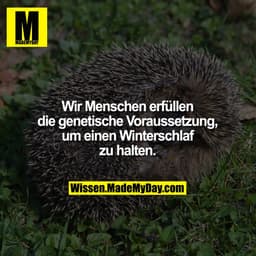 Wir Menschen erfüllen die genetische Voraussetzung, um einen Winterschlaf zu halten.