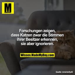 Forschungen zeigen, dass Katzen zwar
die Stimmen ihrer Besitzer erkennen,
sie aber ignorieren.