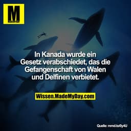 In Kanada wurde ein Gesetz
verabschiedet, das die Gefangenschaft
von Walen und Delfinen verbietet.