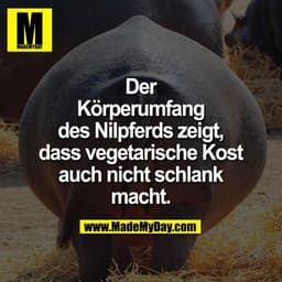 Der Körperumfang des Nilpferds zeigt, dass vegetarische Kost auch nicht schlank macht.