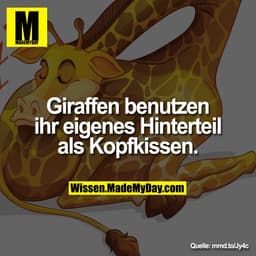 Giraffen benutzen ihr eigenes Hinterteil als Kopfkissen.