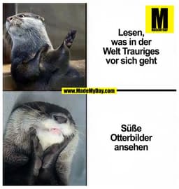 Lesen, was in der Welt Trauriges vor sich geht

Süße Otterbilder ansehen