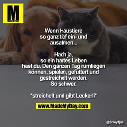 Wenn Haustiere so ganz tief ein-
und ausatmen...
Hach ja, so ein hartes Leben hast
du. Den ganzen Tag rumliegen
können, 