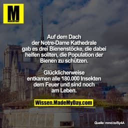 Auf dem Dach der Notre-Dame
Kathedrale gab es drei Bienenstöcke, die
dabei helfen sollten, die Population der
Bienen zu 