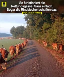 So funktioniert die
Rettungsgasse. Ganz einfach.
Sogar die Rindviecher schaffen das.