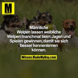 Männliche Welpen lassen
weibliche Welpen manchmal
beim Jagen und Spielen
gewinnen, damit sie sich besser
kennenlernen kö