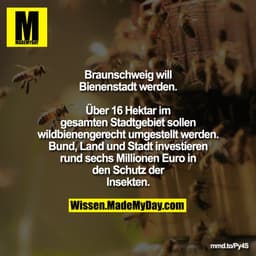 Braunschweig will Bienenstadt werden.
Über 16 Hektar im gesamten Stadtgebiet
sollen wildbienengerecht umgestellt
werden.