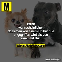 Es ist wahrscheinlicher, dass man
von einem Chihuahua angegriffen
wird als von einem Pit Bull.