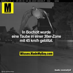 In Bocholt wurde eine Taube in einer 30er-Zone mit 45 km/h geblitzt.