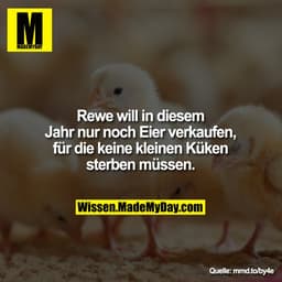 Rewe will in diesem Jahr nur
noch Eier verkaufen, für die
keine kleinen Küken sterben
müssen.