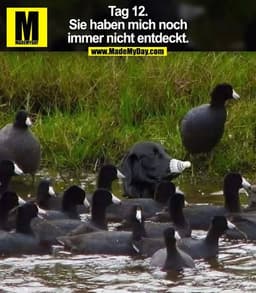 Tag 12.
Sie haben mich noch
immer nicht entdeckt.