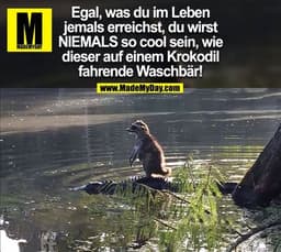 Egal, was du im Leben jemals erreichst, du wirst NIEMALS so cool sein, wie dieser auf einem Krokodil fahrende Waschbär!