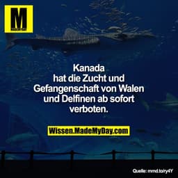 Kanada hat die Zucht und
Gefangenschaft von Walen und
Delfinen ab sofort verboten.