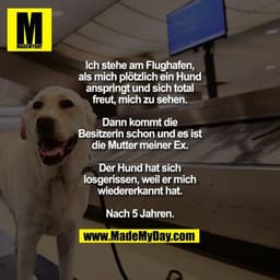 Ich stehe am Flughafen, als mich plötzlich ein Hund anspringt und sich total freut, mich zu sehen.
Dann kommt die Besitz
