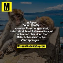 In Japan flohen 15 Affen aus
einer Forschungsanstalt, indem
sie sich mit Ästen ein Katapult
bauten und über einen fünf
M