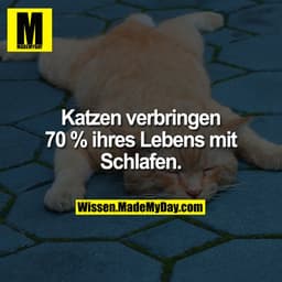Katzen verbringen 70 % ihres Lebens mit Schlafen.