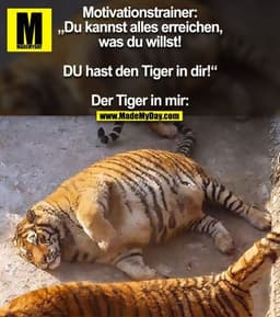 Motivationstrainer: „Du kannst alles erreichen, was du willst! DU hast den Tiger in dir!“

Der Tiger in mir: