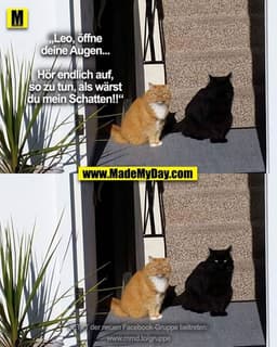 „Leo, öffne
deine Augen...

Hör endlich auf,
so zu tun, als wärst
du mein Schatten!!“
