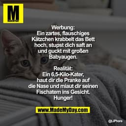 Werbung:
Ein zartes, flauschiges Kätzchen krabbelt das Bett hoch, stupst dich saft an und guckt mit großen Babyaugen.
Re