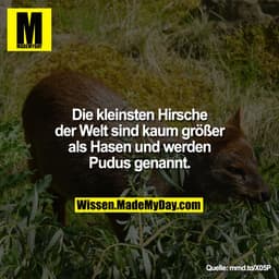 Die kleinsten Hirsche der Welt sind kaum größer als Hasen und werden Pudus genannt.

mmd.to/X05P