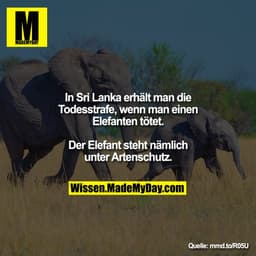 In Sri Lanka erhält man die Todesstrafe,
wenn man einen Elefanten tötet. Der
Elefant steht nämlich unter Artenschutz.

m