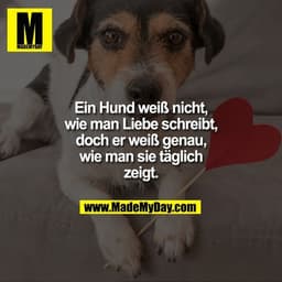 Ein Hund weiß nicht, wie man Liebe schreibt, doch er weiß genau, wie man sie täglich zeigt.