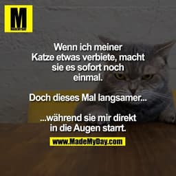Wenn ich meiner Katze etwas verbiete, macht sie es sofort noch einmal. Doch dieses Mal langsamer...

...während sie mir 