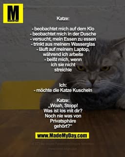 Katze:
- beobachtet mich auf dem Klo
- beobachtet mich in der Dusche
- versucht, mein Essen zu essen
- trinkt aus meinem